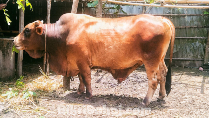 বাদশা বিক্রি করা হবে